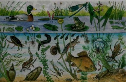 De ce este biogeocenoza numită ecosistemul un studiu detaliat al problemei