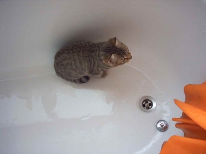 De ce pisicile se tem de cauze și recomandări legate de apă
