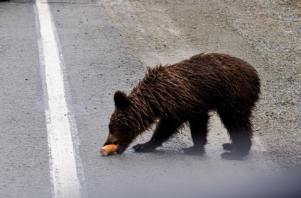 De ce nu pot hrăni urșii