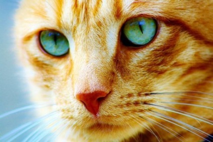De ce nu te uiți în ochii pisicii o interpretare detaliată a acestui semn