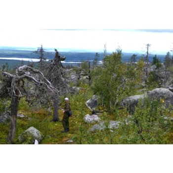 De ce în Rusia nu există copaci și păduri vechi de secole
