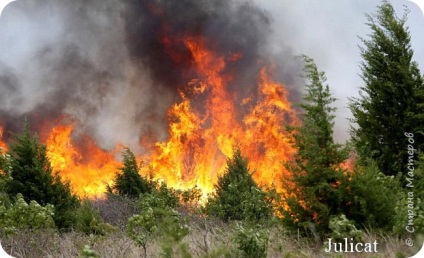 Un lucru ciudat - o dioramă la școală - să aibă grijă de pădure din foc! În ziua apărării civile, țara maeștrilor