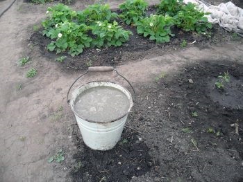 Top dressing de căpșuni în frunzele de primăvară, remedii populare