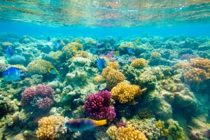 A Vörös-tenger vízalatti világa Eilatben korallok és gyönyörű halak készletében