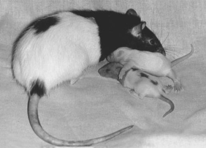 Cicluri sexuale și împerecherea șobolanilor
