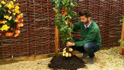 Tomatele și cartofii sunt egale cu roșiile - cele mai neobișnuite plante