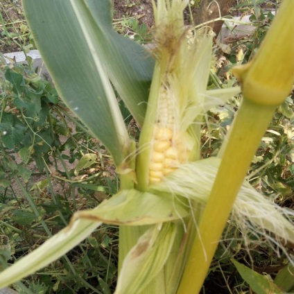 Roșii - pentru mine este un fruct, nu o legume!