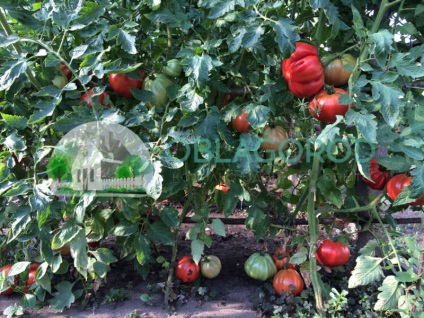 Tomato - boabe sau legume