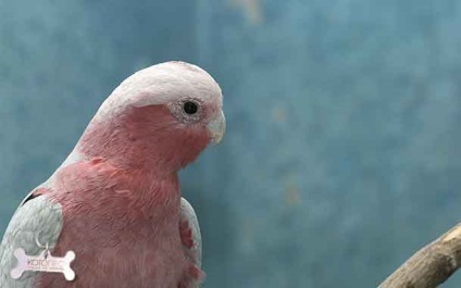 Parrot Cockatoo roz - Inca Bird