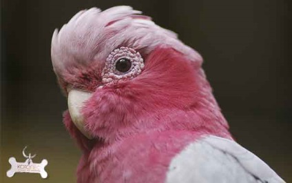Parrot Cockatoo roz - Inca Bird