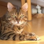Egy népszerű macskafaj Japánban, Oroszországban, a m levelében, a kiállításon, a leghíresebb macskatenyészetben