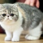O rasă populară de pisici din Japonia, Rusia, pe litera m, la expoziție, cea mai faimoasă rasă de pisici din