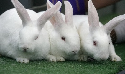 Rabbit rasa alb gigant, descriere, reproducere și dezvoltare (video)