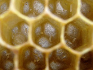 Rase și retragerea timpurie a albinelor și a videoclipurilor