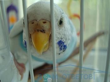A papagáj sápadt tüneteinek és kezelésének sötétedése - válaszok és tanácsok az Önöknél