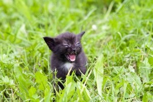 Comportamentul pisicilor după vaccinare contra rabiei u, a pisicilor și a câinilor