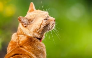 Comportamentul pisicilor după vaccinare contra rabiei u, a pisicilor și a câinilor