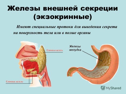 Prezentarea pe tema sistemului endocrin