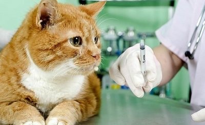 Vaccinarea împotriva efectelor secundare ale pisicii cu rabie, cât de des se face vaccinul, cât de eficient este