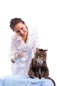 Maine-coon vaccinări sunt ceea ce și la ce vârstă de a pune