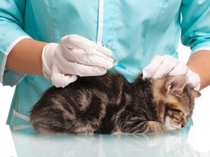 Maine-coon vaccinări sunt ceea ce și la ce vârstă de a pune