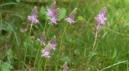 Plantarea si ingrijirea varza siberiana, fotografie si descrierea florii