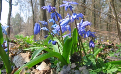 Plantarea si ingrijirea varza siberiana, fotografie si descrierea florii