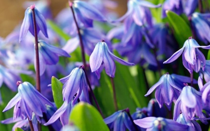 Plantarea si ingrijirea varza siberiana, fotografie si descrierea florii