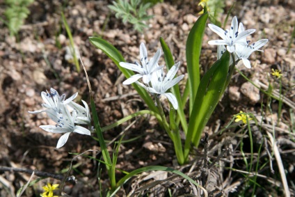 Plantarea si ingrijirea varza siberiana, fotografie si descrierea florii