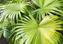 Plantarea si ingrijirea varza siberiana, fotografie si descrierea florii