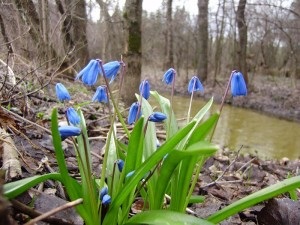 Plantarea si ingrijirea varza siberiana, fotografie si descrierea florii