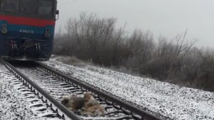 Pentru a-și salva prietenul de frig, câinele a petrecut două zile sub tren