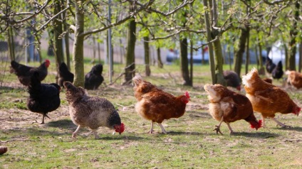 Tenyésztés csirkék mint üzleti - otthona a tojás és a hús