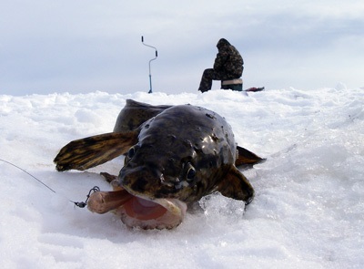 Rybinsk Reservoir (pește) prinderea burbot în luna martie pentru un cârlig de blocare