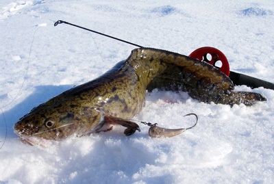 Rybinsk Reservoir (pește) prinderea burbot în luna martie pentru un cârlig de blocare