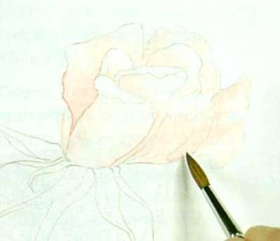 Desen trandafiri cu acuarelă