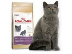 Royal canin pentru pisici