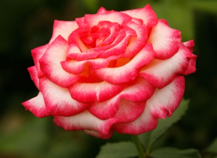 Rose ceai-hibrid de îngrijire, cultivare, udare, plantare la domiciliu