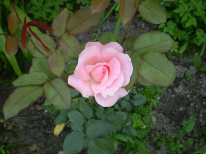 Rose ceai-hibrid de îngrijire, cultivare, udare, plantare la domiciliu