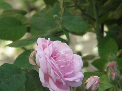 Rose ceai-hibrid de îngrijire, cultivare, udare, plantare la domiciliu