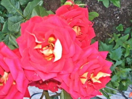 Rose ceai-hibrid de îngrijire, cultivare, udare, plantare la domiciliu