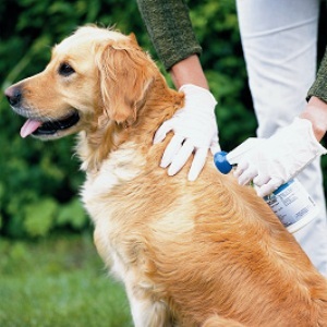 Cele mai eficiente picături din căpușe pentru câini pentru tratamentul cu succes