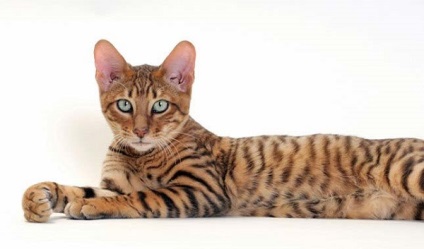 A legszebb fajta macskák fotókkal és névvel rating tor 10