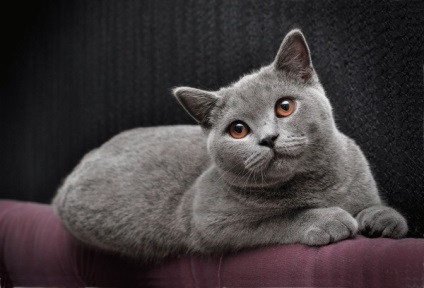 A legszebb fajta macskák fotókkal és névvel rating tor 10
