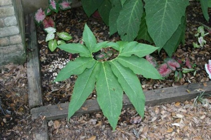 Saumomatum fotografii, tipuri și caracteristici ale cultivării
