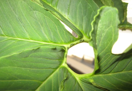 Saumomatum fotografii, tipuri și caracteristici ale cultivării