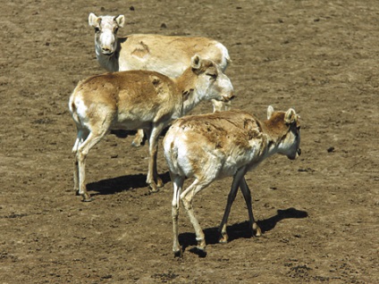 Saiga - vânătoare