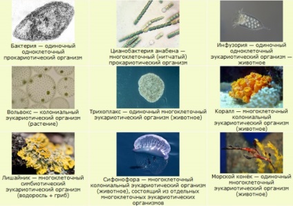 Site-ul profesorilor de biologie mbu Lyceum № 2 din orașul Voronej