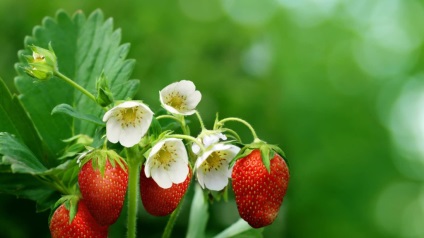 Secretele de fertilizare a căpșunilor cu pâine
