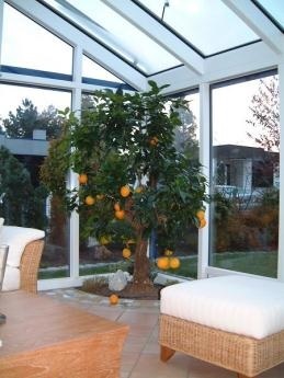 Secretele de îngrijire a unui arbore de mandarine